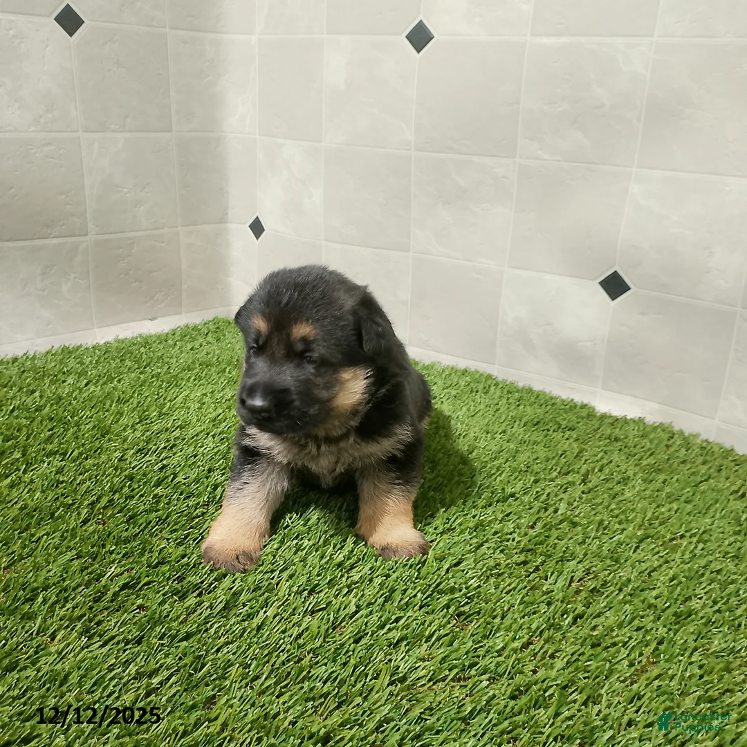 German Shepherd dogs for sale: Aspen - Ad 4