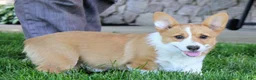 Welsh Corgi Pembroke dogs for sale:  June (triple clear)AKC - Ad 8