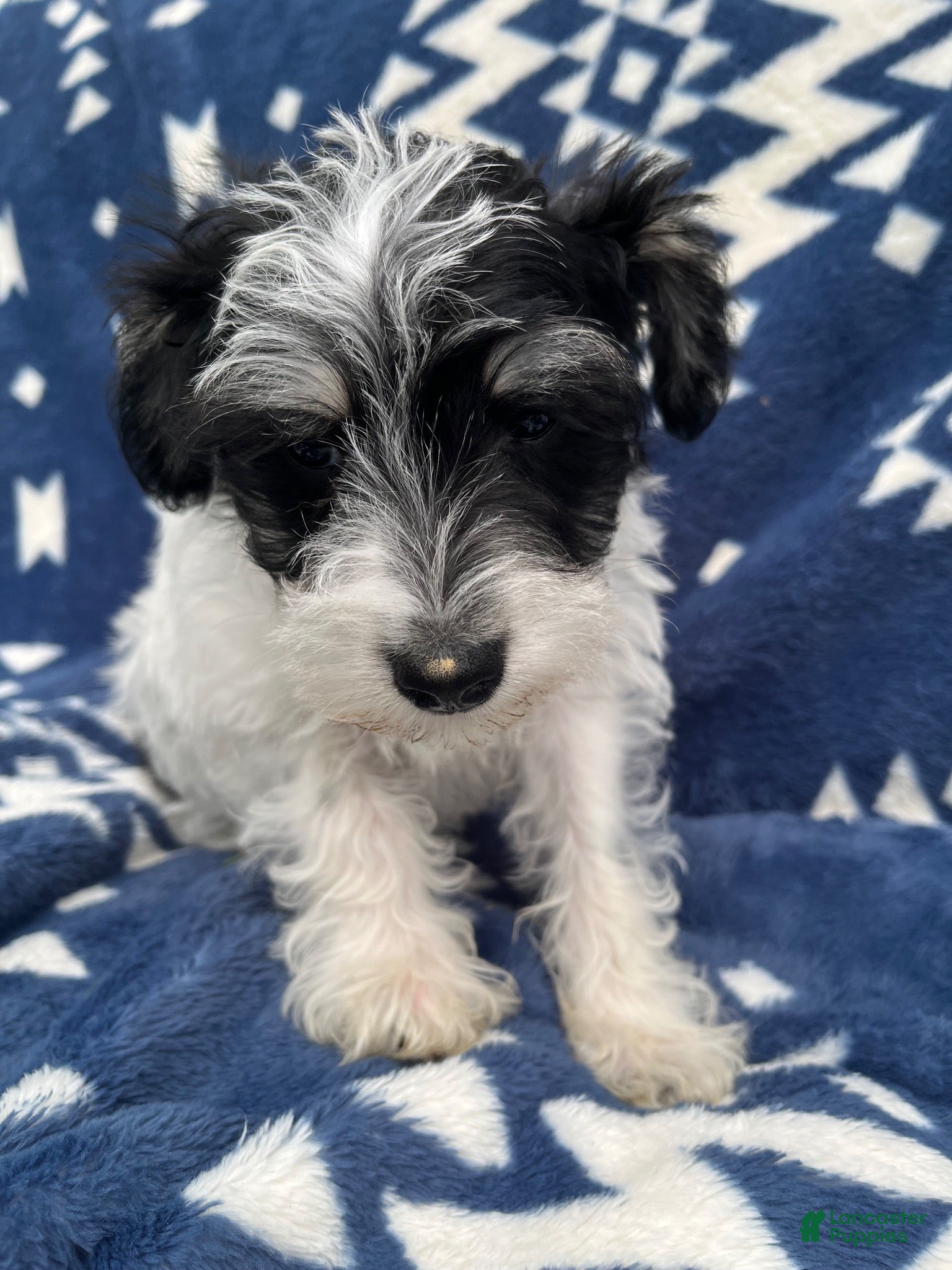Miniature Schnauzer dogs AKCBruno - Ad 1