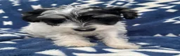 Miniature Schnauzer dogs for sale: AKCBruno - Ad 1