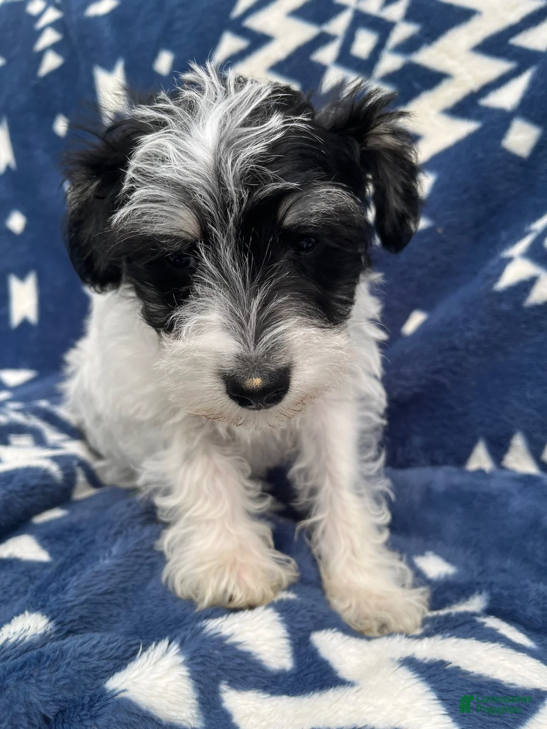Miniature Schnauzer dogs for sale: AKCBruno - Ad 1