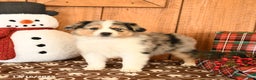 Miniature Australian Shepherd dogs for sale: Jupiter - Ad 2