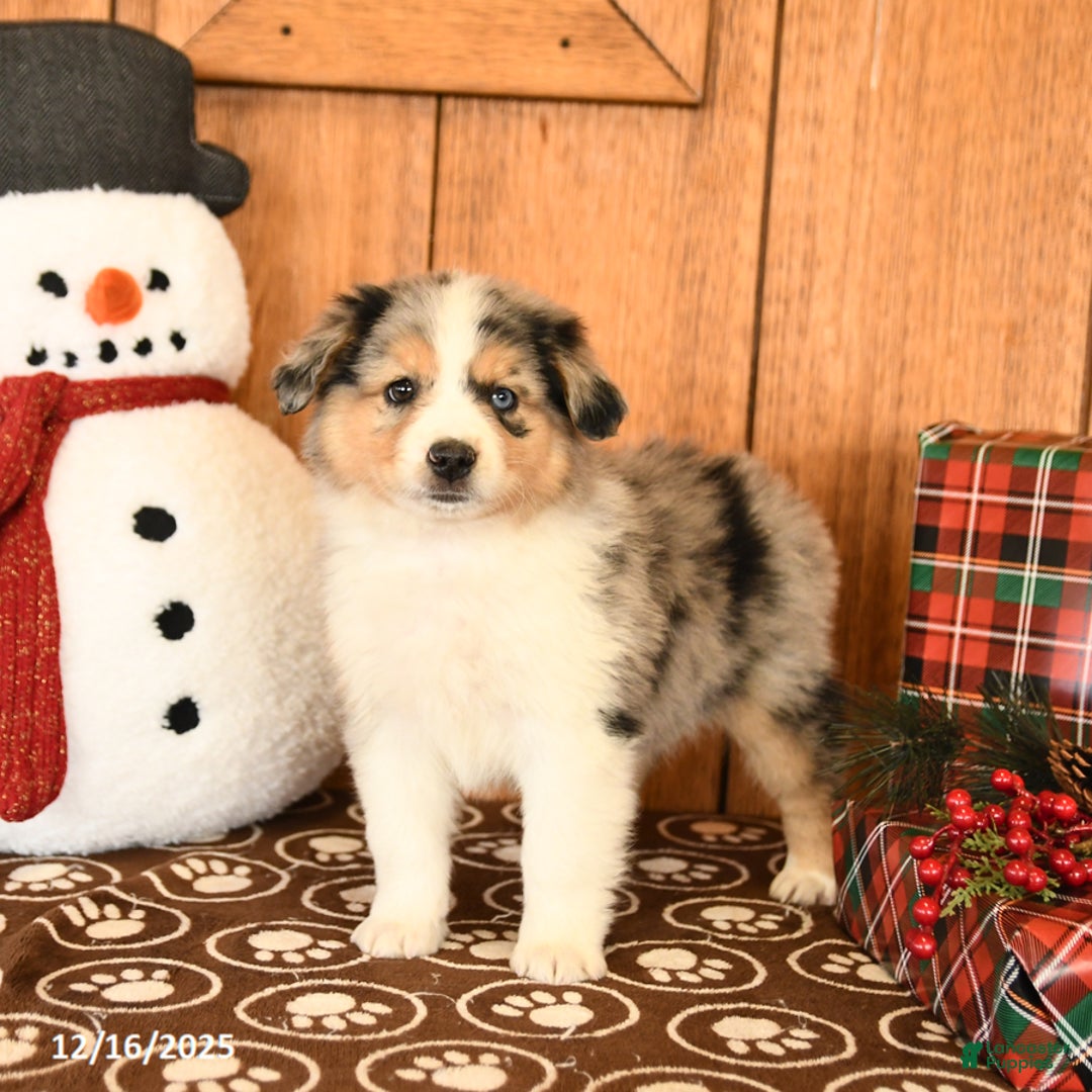 Miniature Australian Shepherd dogs for sale: Jupiter - Ad 2