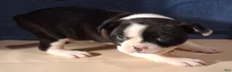 Miniature Dachshund dogs for sale: Allie - Ad 5