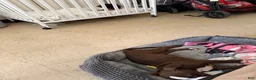 American Pit Bull Terrier dogs for sale: American Pit Bull Terrier 1 - Ad 4