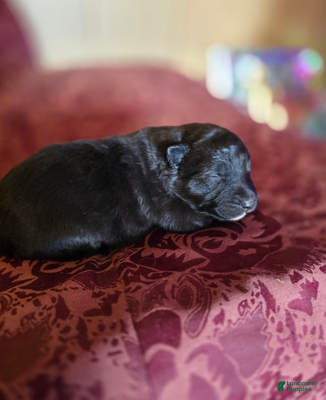 Mixed Breed dogs for sale: Stardust - Ad 3