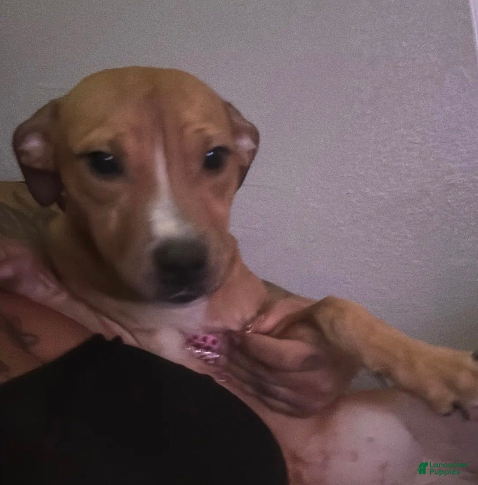 American Pit Bull Terrier dogs American Pit Bull Terrier 1 - Ad 1