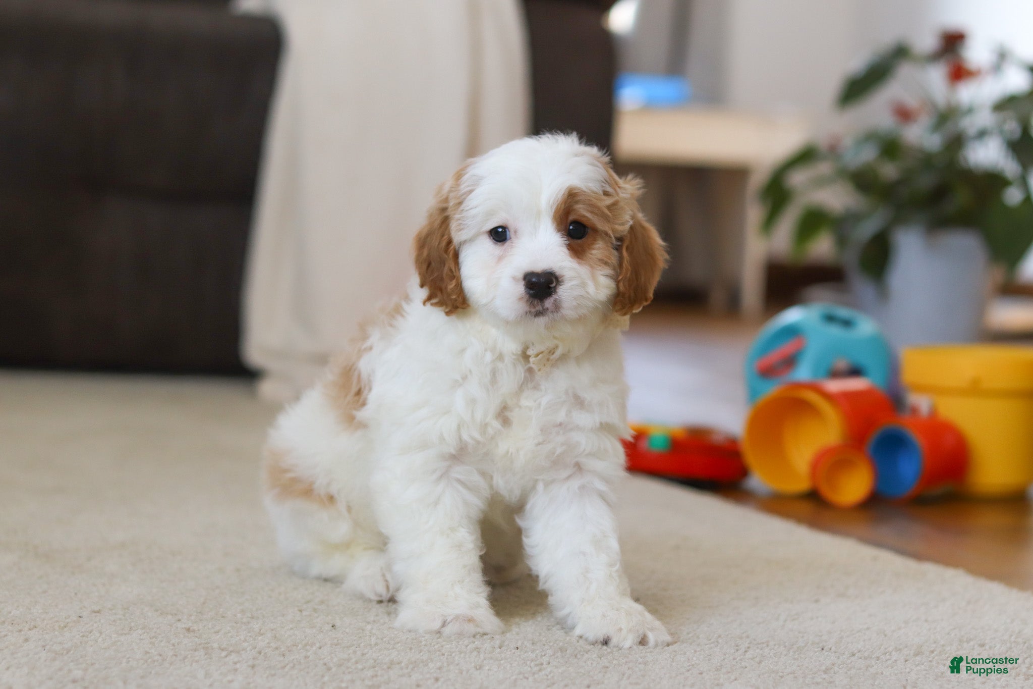 Cavapoo dogs Champ - Ad 25