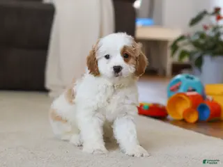 Cavapoo dogs Champ - Ad 25