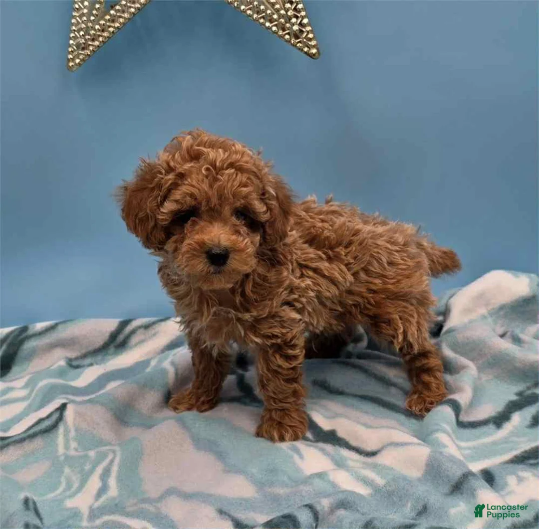 Toy Poodle dogs for sale: Henry - Ad 1