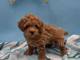 Toy Poodle dogs Henry - Ad 36