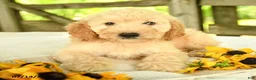 Mini Goldendoodle dogs for sale: Trisha - Ad 8