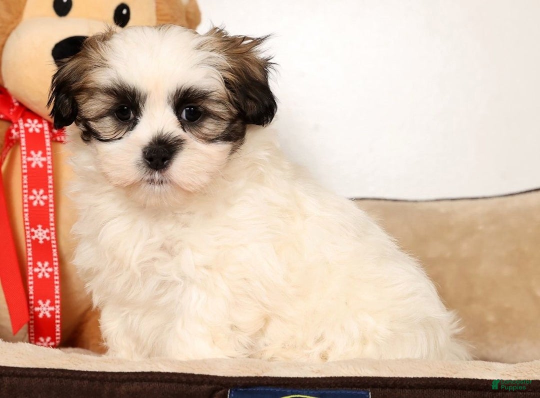 Malshi dogs for sale: Timmy - Ad 2