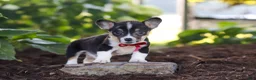 Welsh Corgi Pembroke dogs for sale: Diamond - Ad 10