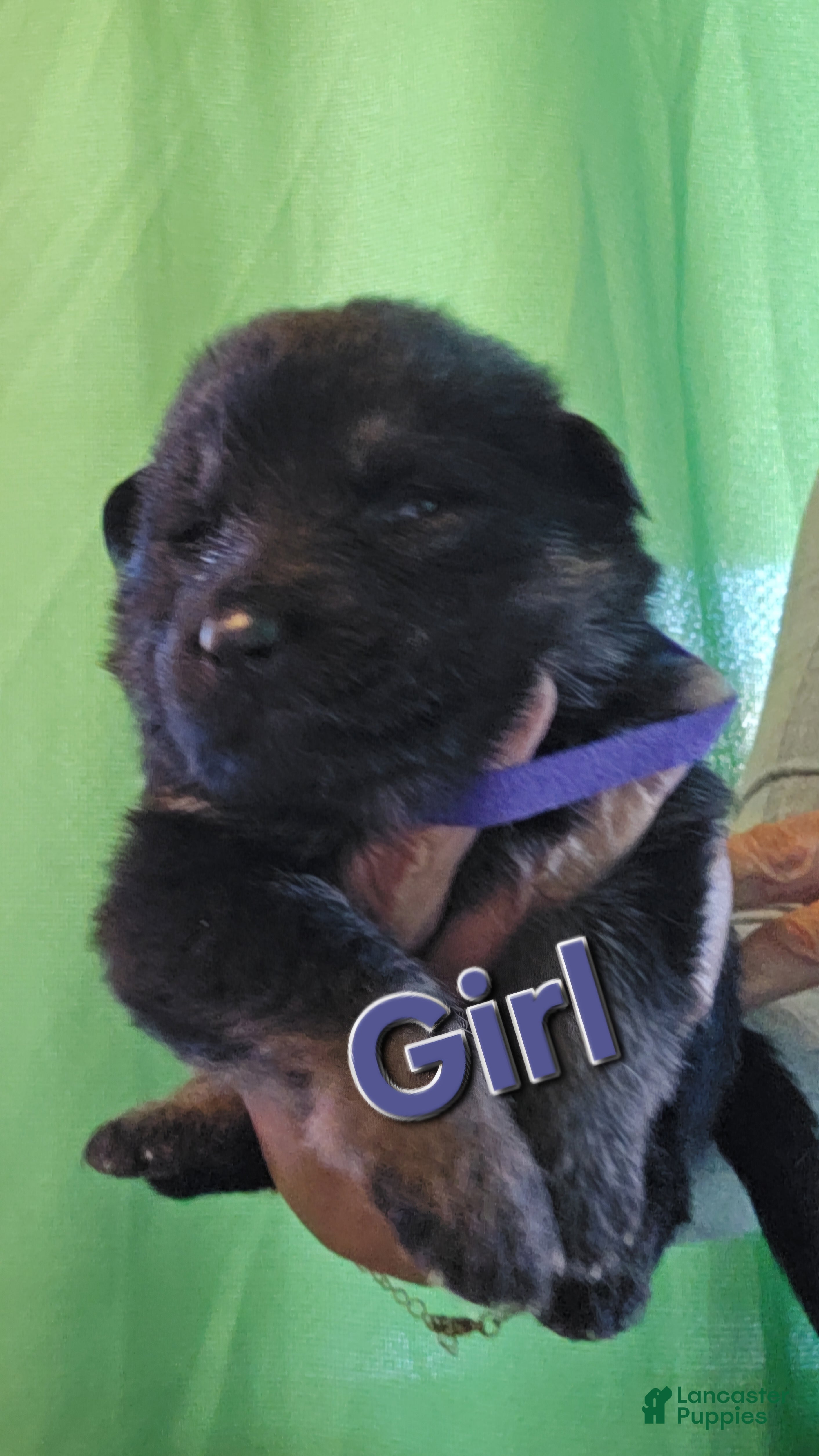 German Shepherd dogs for sale: German Shepherd 5 Purple  - Ad 3