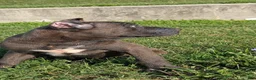 Cane Corso dogs for sale: Ceres - Ad 12