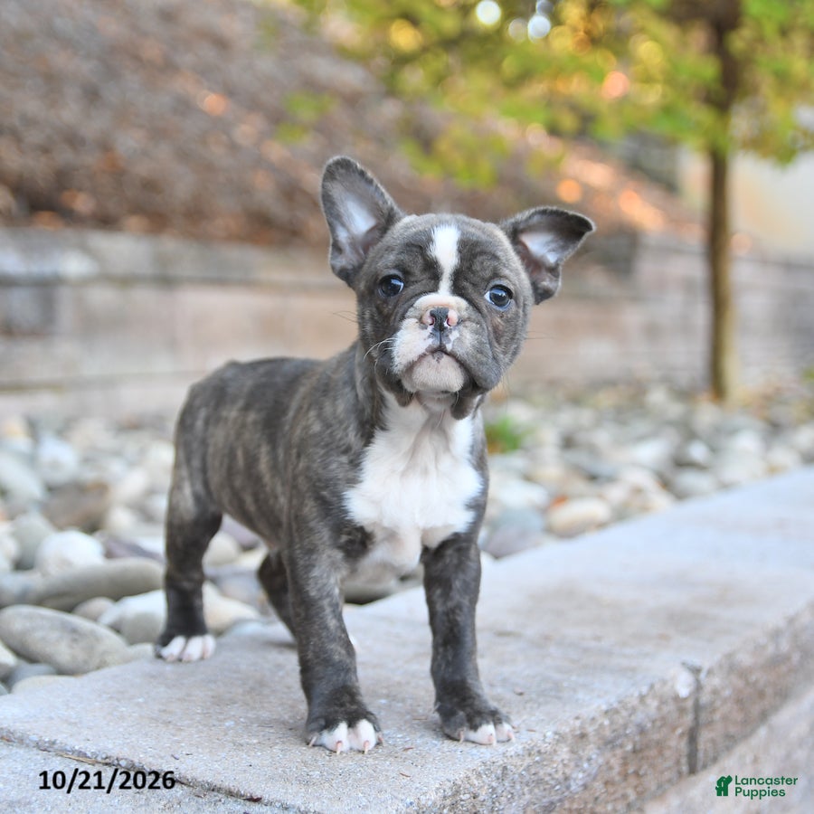 Frenchton dogs Jack  - Ad 2