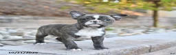 Frenchton dogs for sale: Jack  - Ad 2