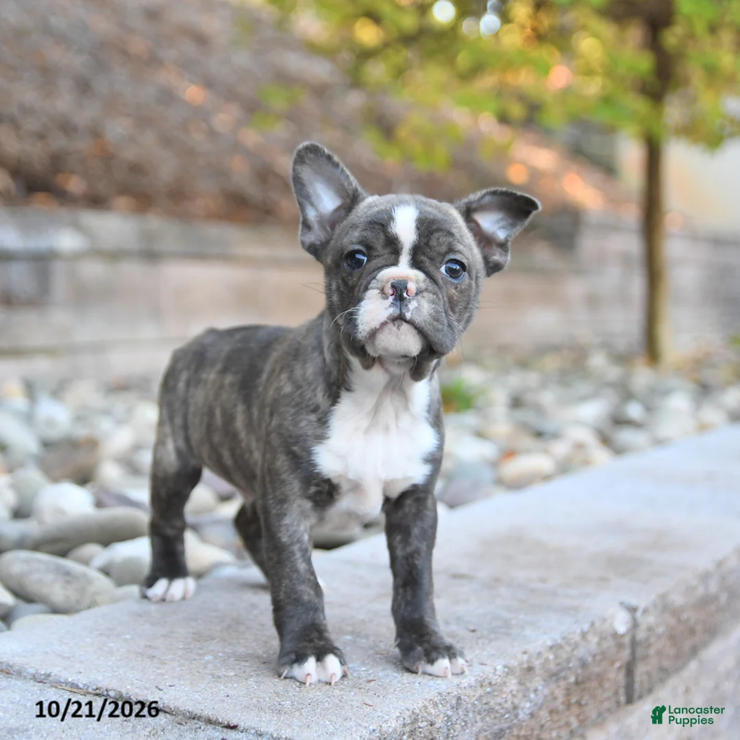 Frenchton dogs for sale: Jack  - Ad 2