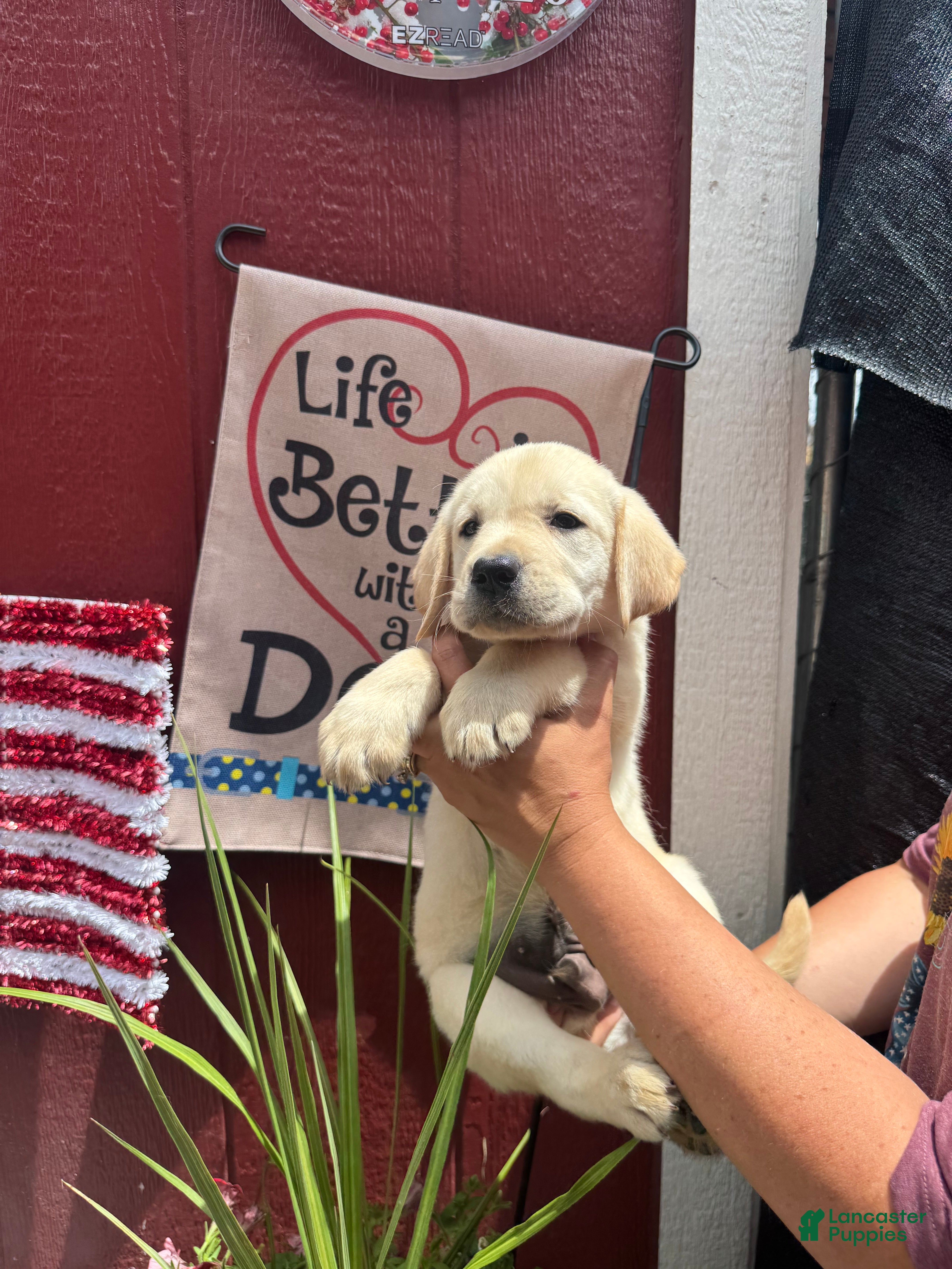 Labrador Retriever dogs for sale: Labrador Retriever Puppy 3 - Ad 7