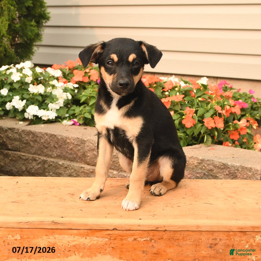 Teddy Roosevelt Terrier dogs Jack  - Ad 1