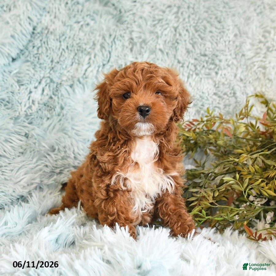 Cockapoo dogs Bertha - Ad 2