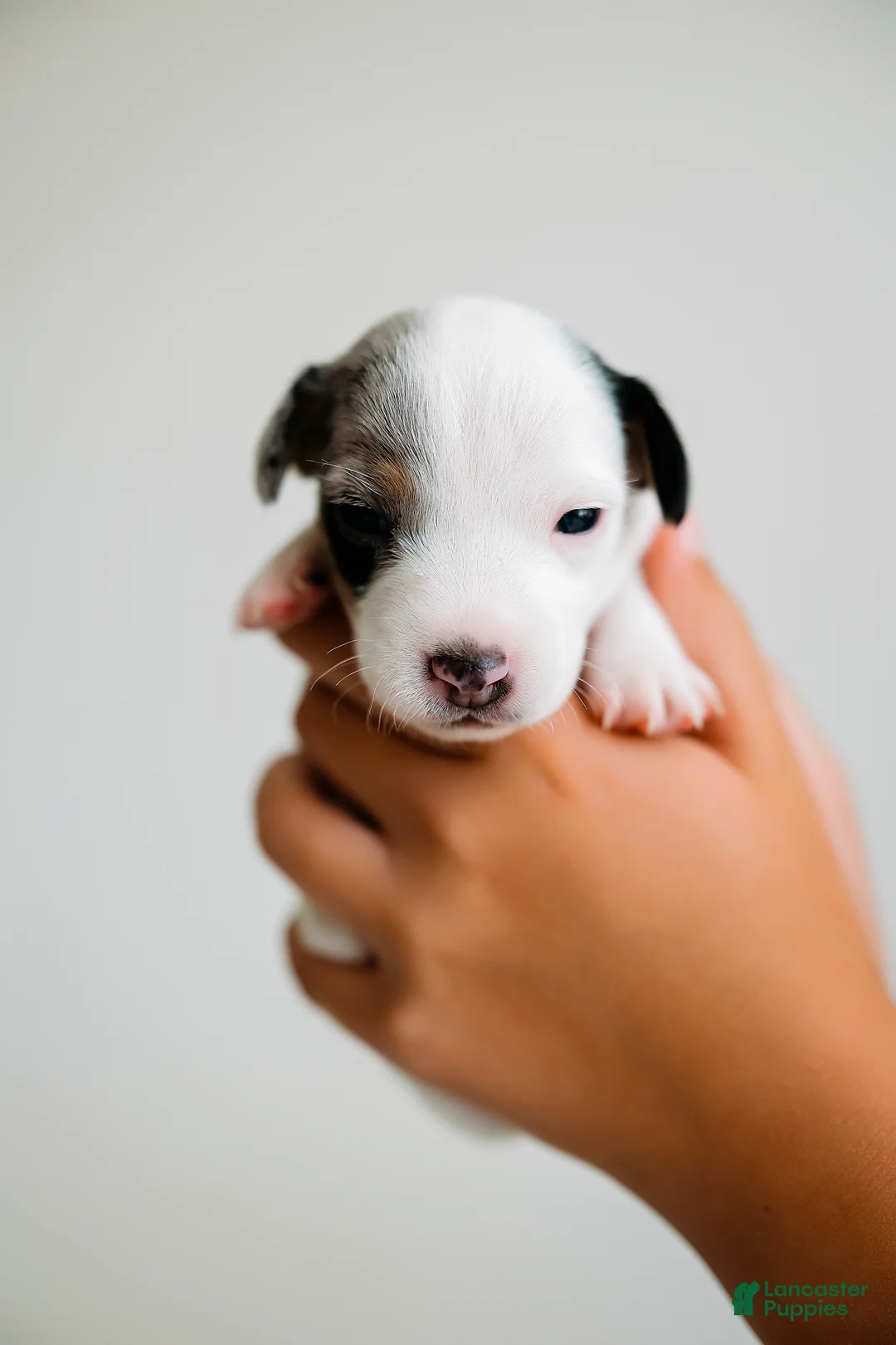 Jack Russell Terrier dogs for sale: Jack Russell Terrier 4 - Ad 1