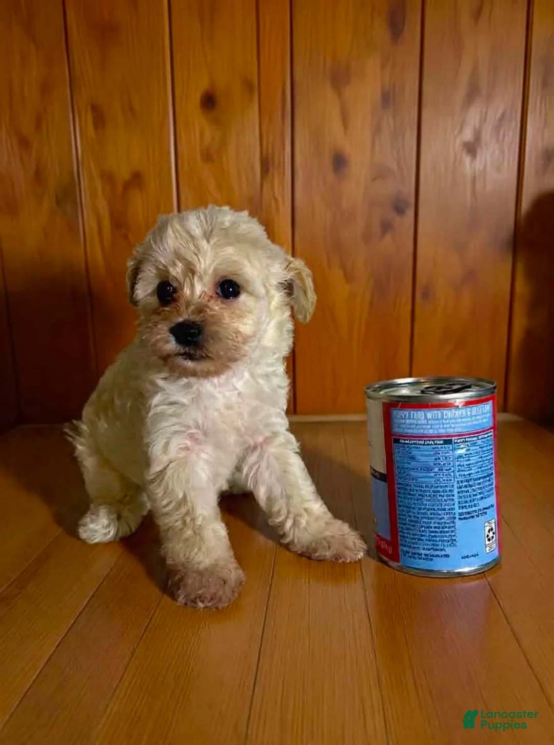 Pomapoo dogs for sale: Teacup 3 - Ad 1