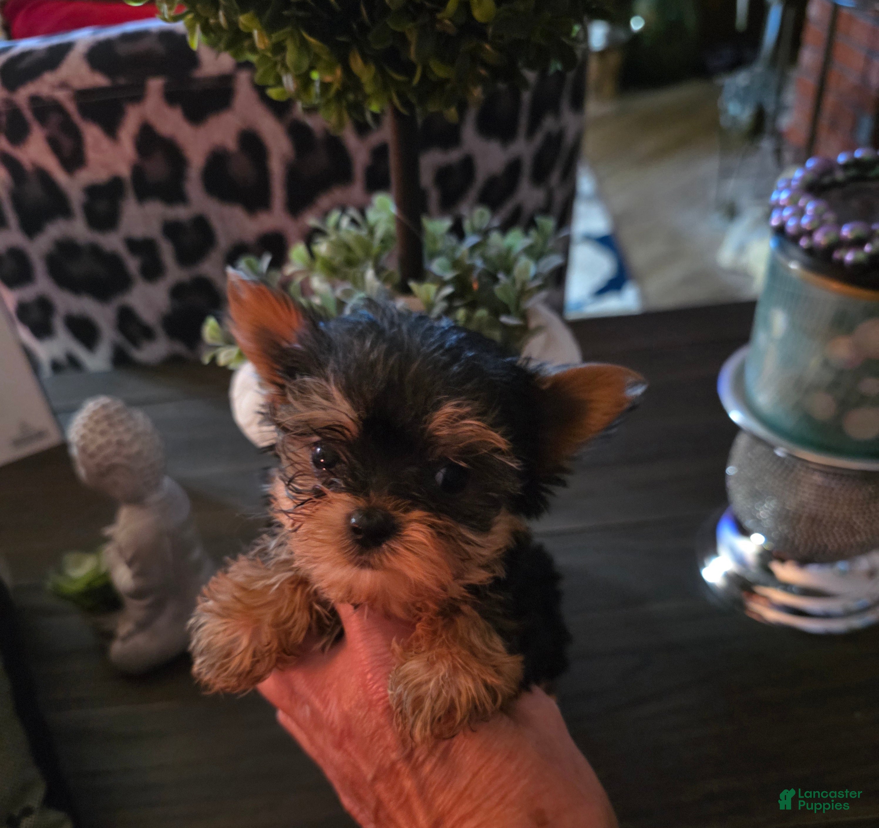 Yorkshire Terrier dogs AKC NUGGET (Teacup) - Ad 1