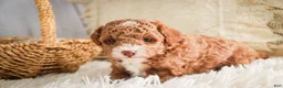 Miniature Poodle dogs for sale: Elenor - Ad 5
