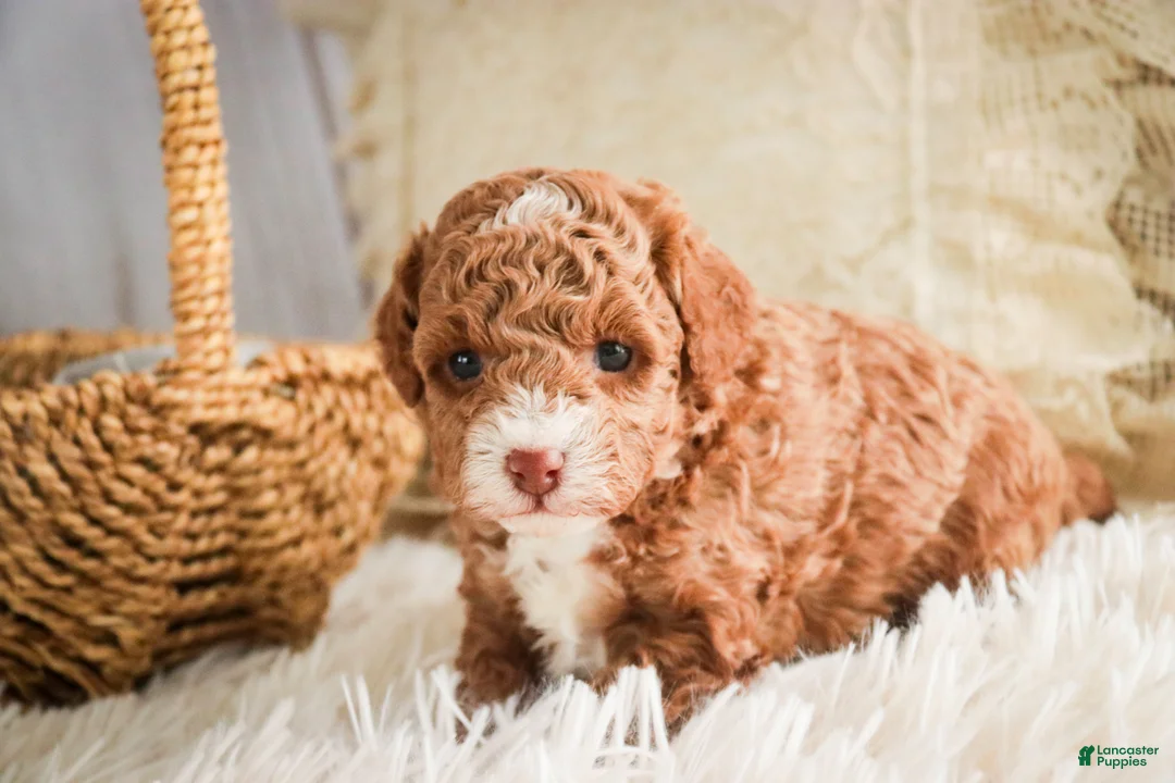 Miniature Poodle dogs for sale: Elenor - Ad 5