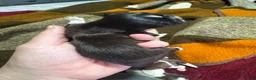 Shih Tzu dogs for sale: Shih Tzu 2 - Ad 3