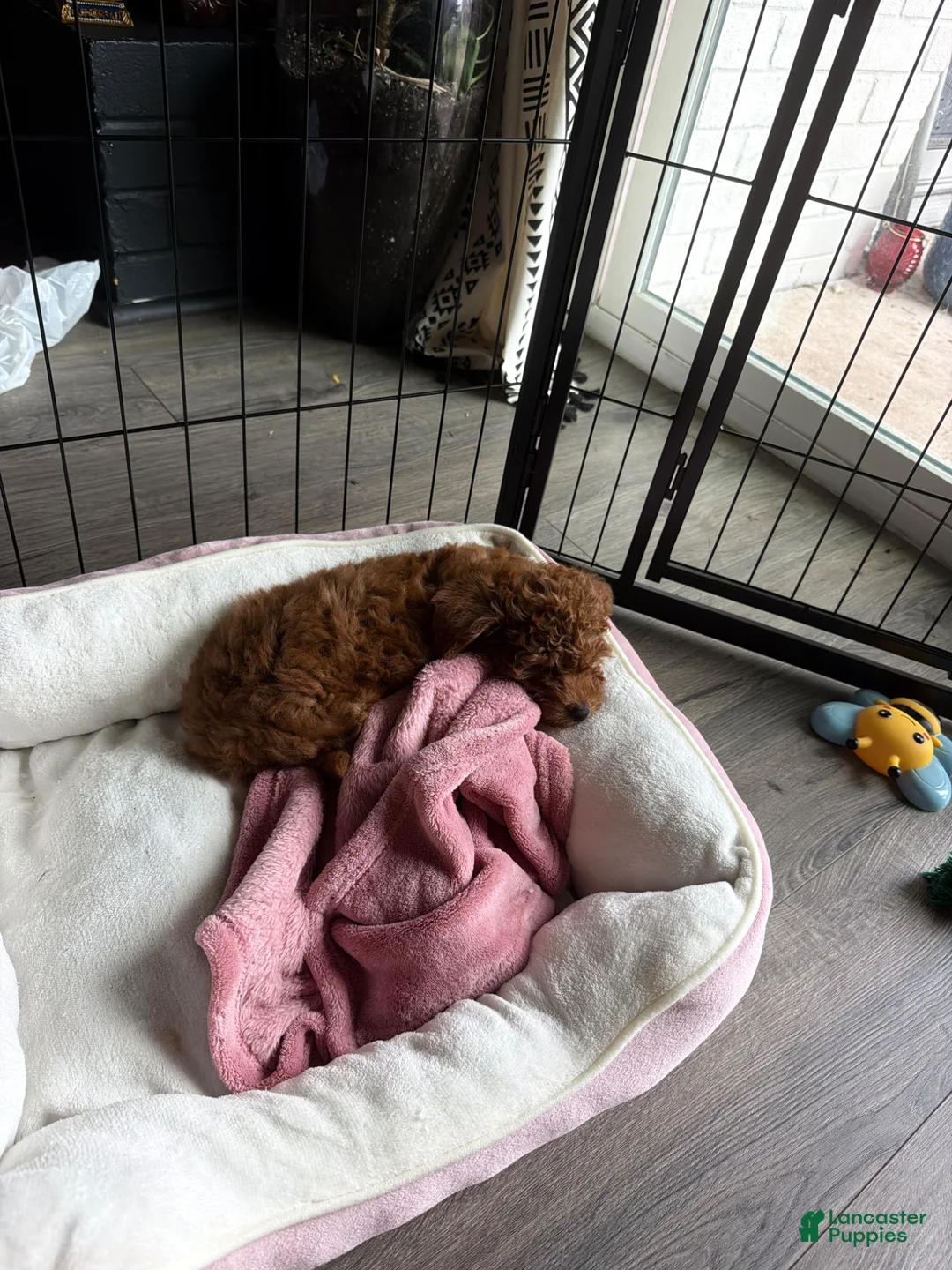 Irish Doodle dogs for sale: Irish Doodle Puppy 2 - Ad 2