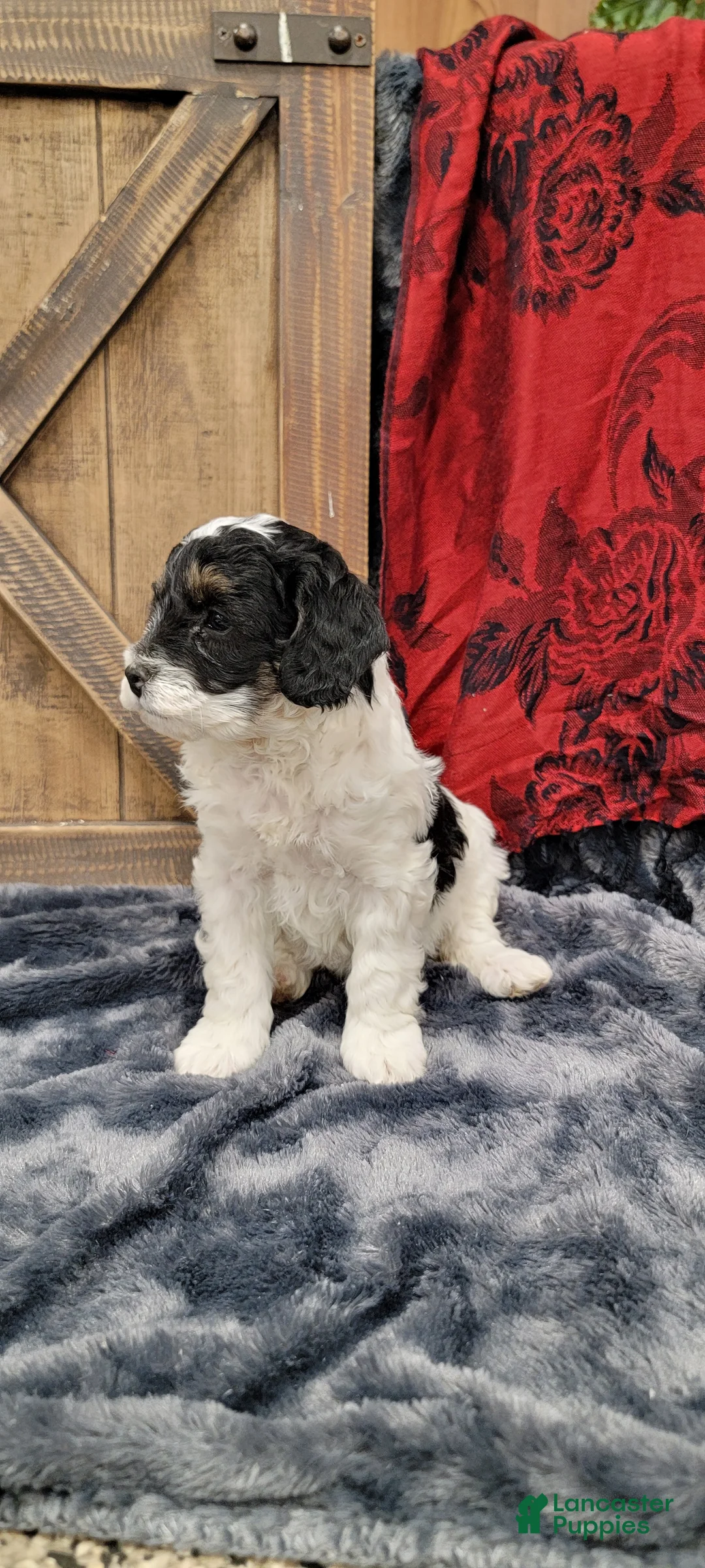Cockapoo dogs for sale: Sis - Ad 6
