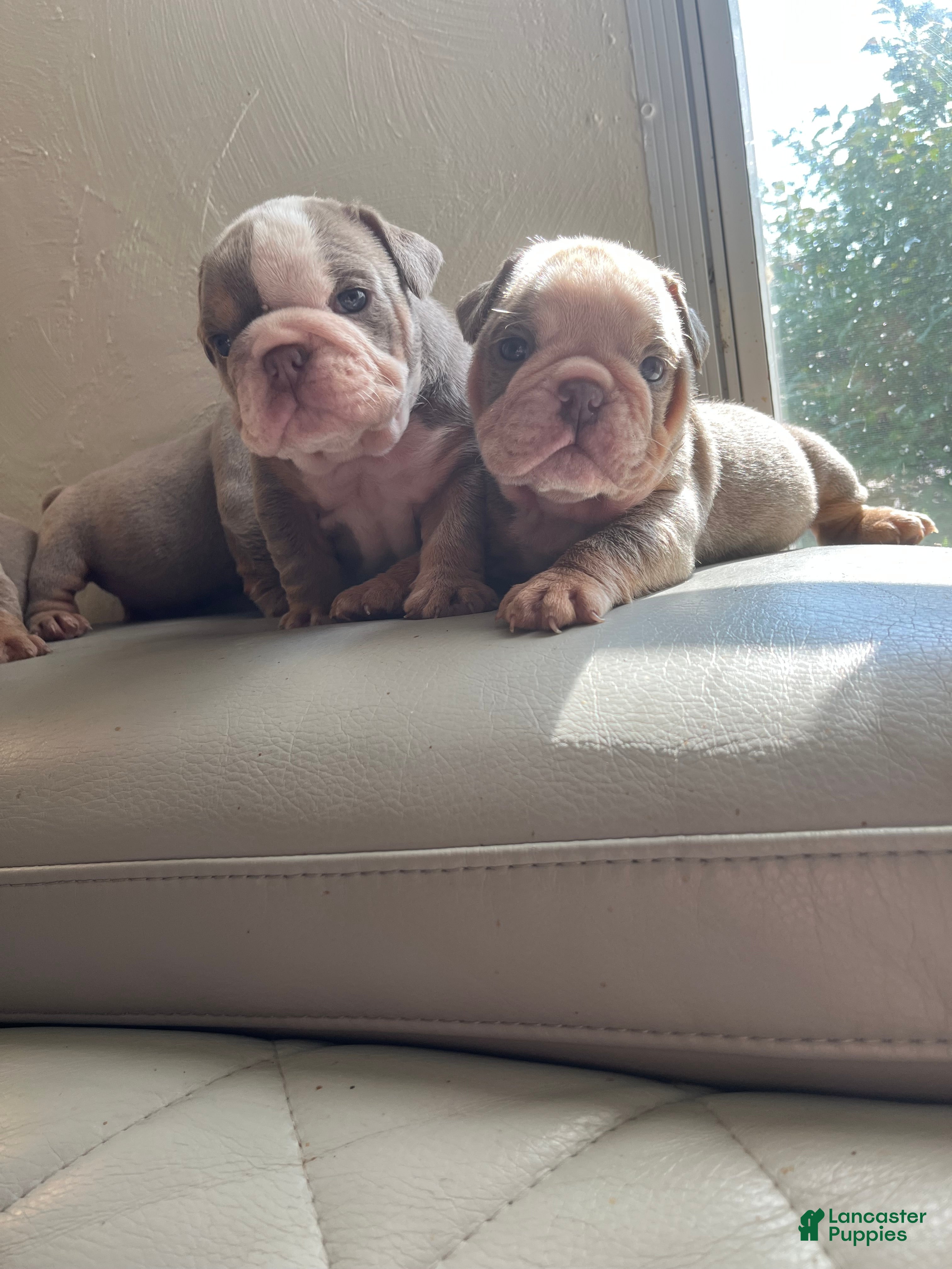 English Bulldog dogs English Bulldog 4 - Ad 21
