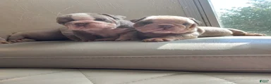 English Bulldog 4
