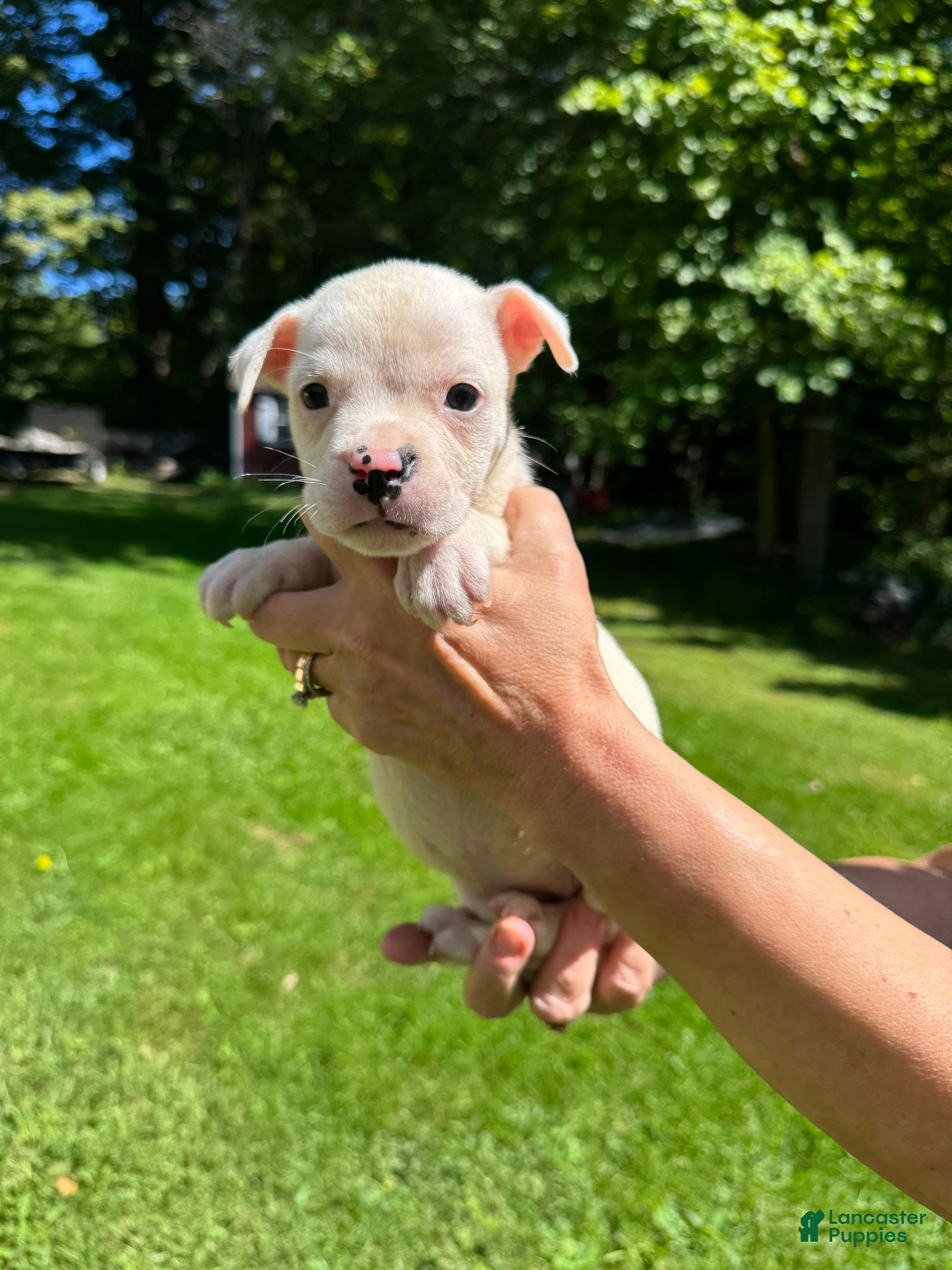 American Bulldog dogs Female 2 - Ad 2