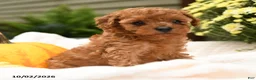 Toy Poodle dogs for sale: Curly  - Ad 4