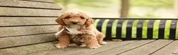 Mini Goldendoodle dogs for sale: Barnaby - Ad 1