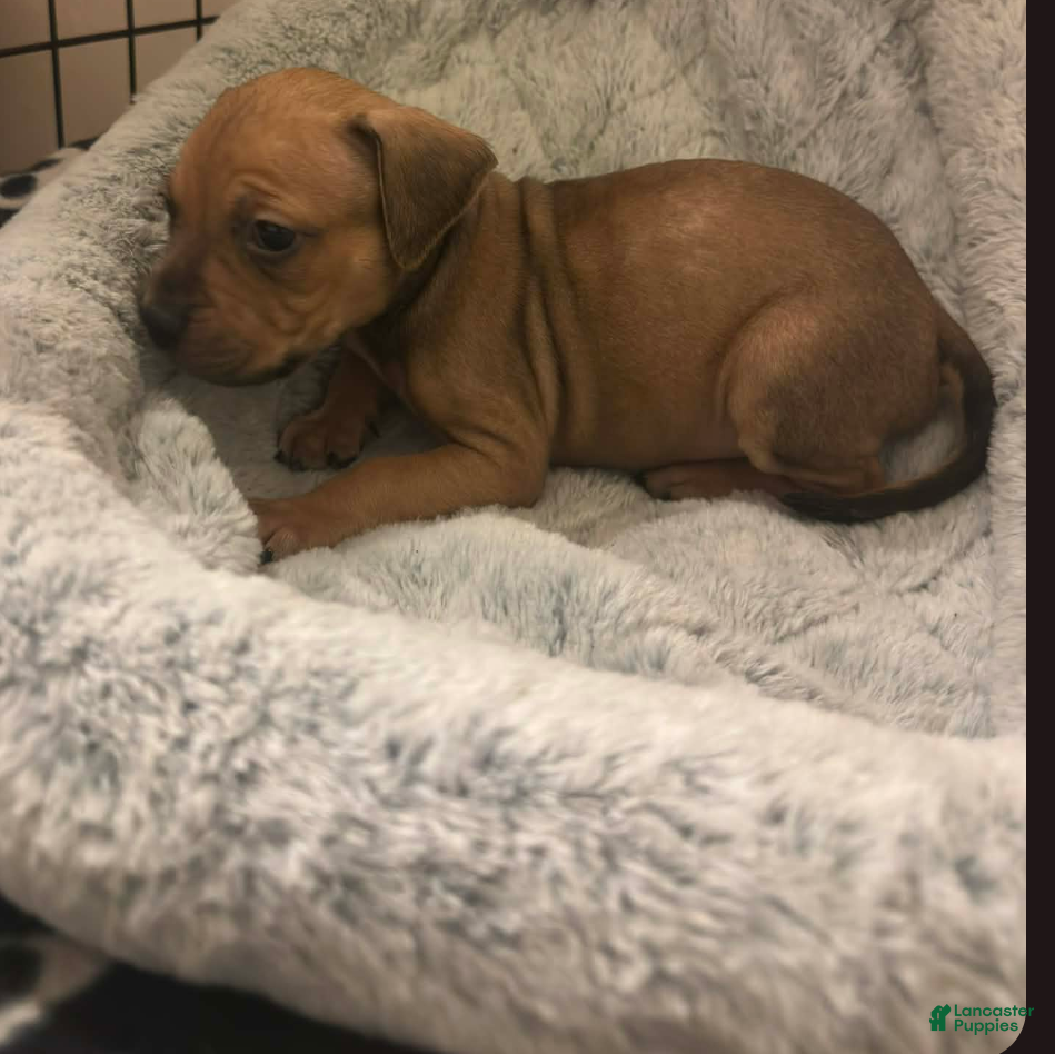 American Staffordshire Terrier dogs American Staffordshire Terrier Puppy 4 - Ad 6