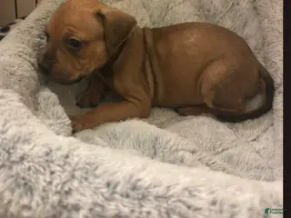 American Staffordshire Terrier dogs American Staffordshire Terrier Puppy 4 - Ad 8