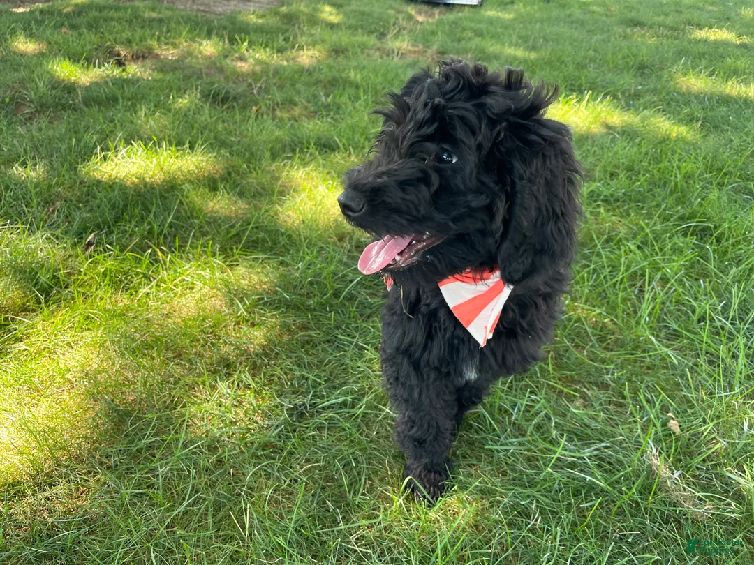 Mini Goldendoodle dogs for sale: Kenzie - Ad 1