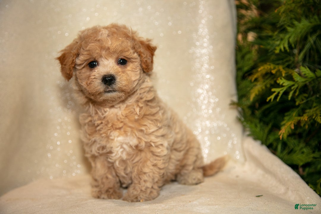 Bichpoo dogs for sale: Rory - Ad 2