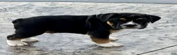 English Bulldog dogs for sale: Frankie - Ad 6