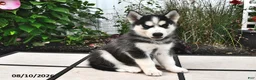 Siberian Husky dogs for sale: Balto - Ad 4