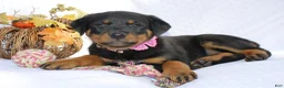 Rottweiler dogs for sale: Daisy - Ad 6