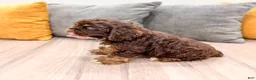 Cocker Spaniel dogs for sale: Palmer - Ad 4