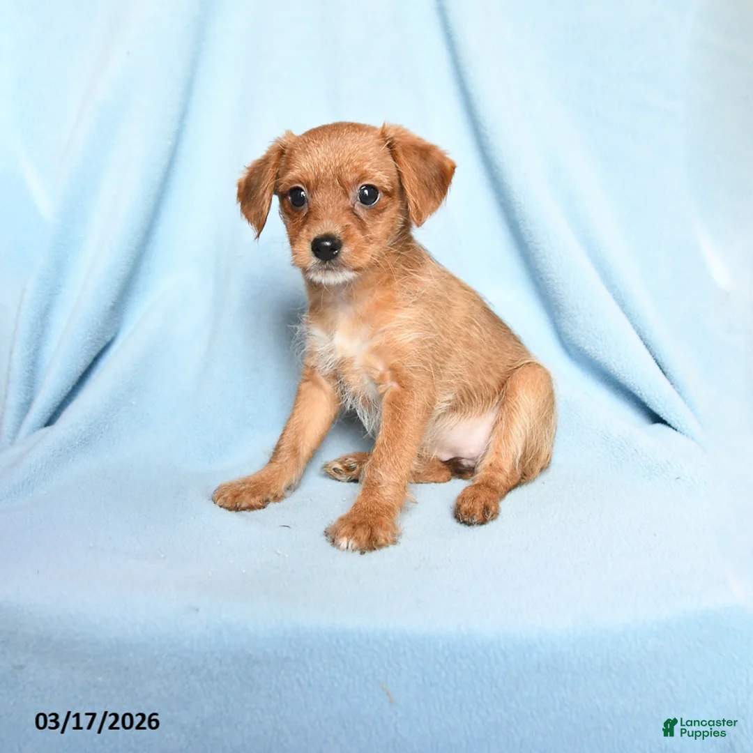 Mixed Breed dogs for sale: Patty - Ad 1