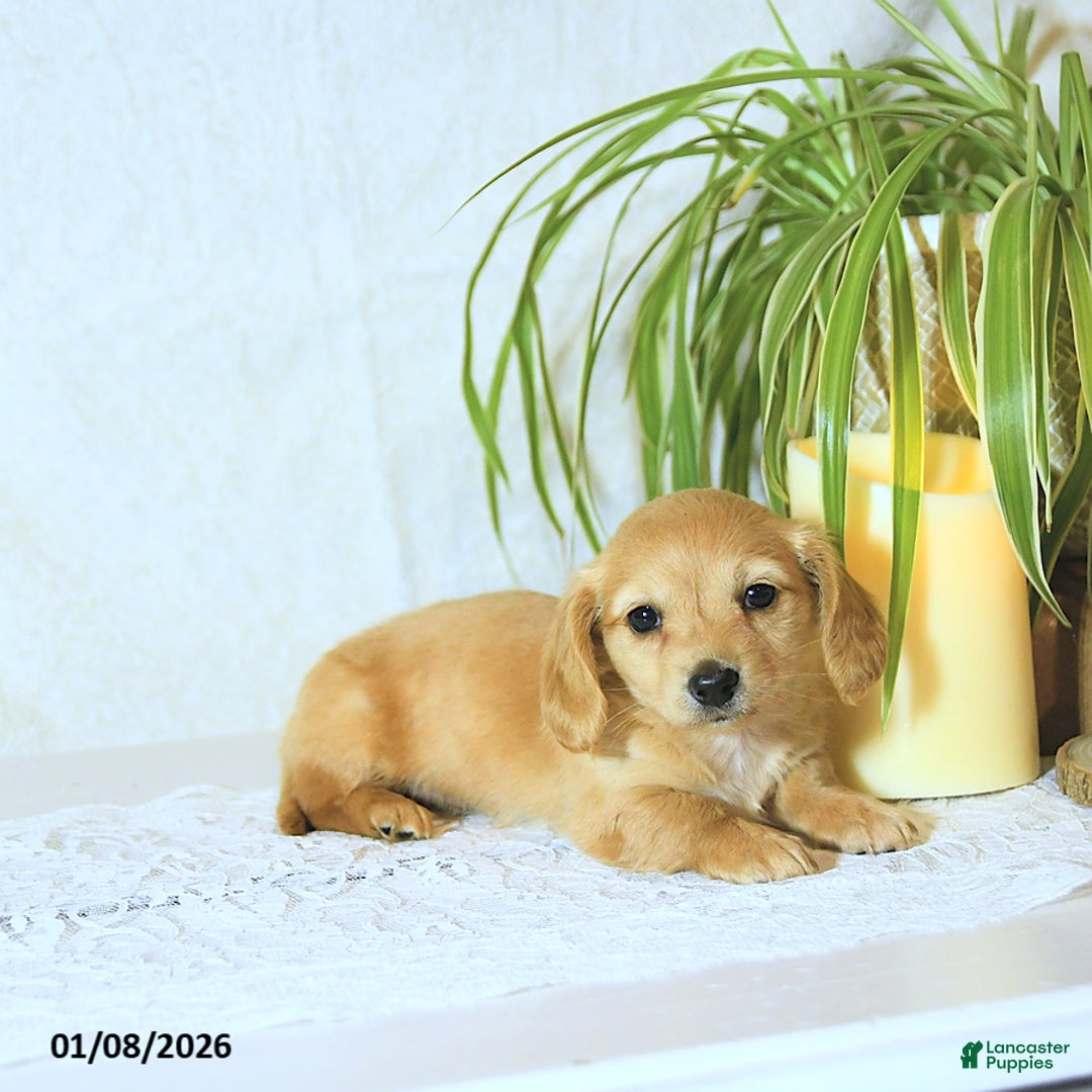 Dachshund dogs for sale: Missy - Ad 4