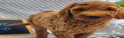 Mini Goldendoodle dogs for sale: Trevor - Ad 5